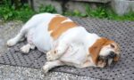 Balancing the Bowl: A Vet’s Guide to Tackling Pet Obesity