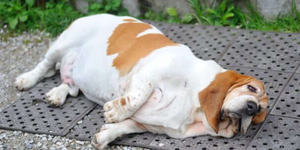 Balancing the Bowl: A Vet’s Guide to Tackling Pet Obesity