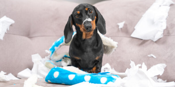 A Vet’s Guide to Common Canine Behavior Problems
