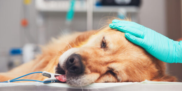 Veterinary Quick Tips: Anesthesia for Small Animals