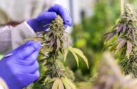 Understanding the Unintended Effects of Cannabis