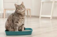 How to Treat Feline Inappropriate Elimination