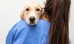 Navigating Compassion Fatigue in Veterinary Practice