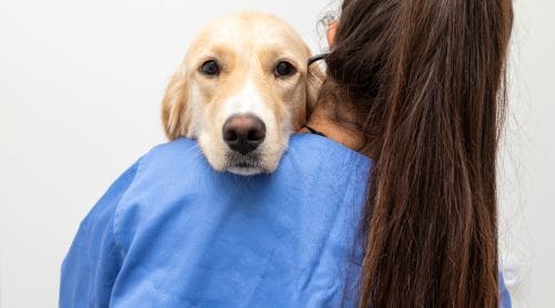Navigating Compassion Fatigue in Veterinary Practice