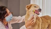 The Basics of Veterinary Dentistry