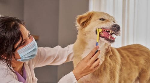 The Basics of Veterinary Dentistry