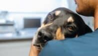 Ethical Dilemmas in End-of-Life Veterinary Care