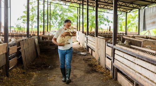 The Role of Vets in Animal Welfare Policy