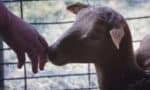 Understanding Zoonotic Diseases: What Every Vet Should Know