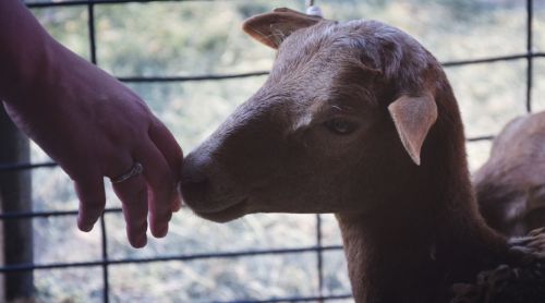 Understanding Zoonotic Diseases: What Every Vet Should Know