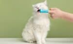 5 Tips for Practicing Preventative Veterinary Medicine