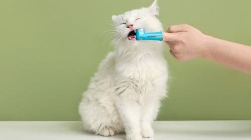 5 Tips for Practicing Preventative Veterinary Medicine