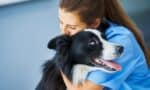 What to Do When Veterinary Burnout Hits
