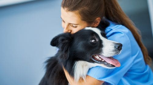 What to Do When Veterinary Burnout Hits