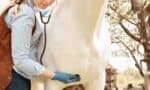 A Stable Future: Expanding Into Equine Veterinary Care