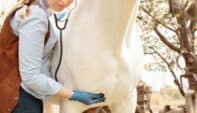A Stable Future: Expanding Into Equine Veterinary Care