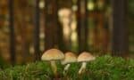Non-Psychedelic Mushrooms