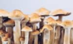 A Nurse’s Guide to Natural Psychedelics
