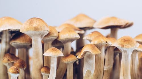 A Nurse’s Guide to Natural Psychedelics