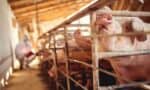 An Update on Zoonotic Diseases