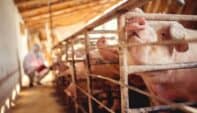 An Update on Zoonotic Diseases
