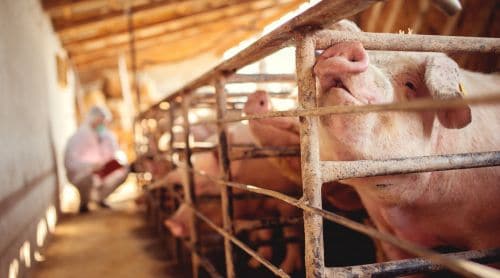 An Update on Zoonotic Diseases