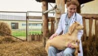 Veterinary Entrepreneurship: 7 Specialties to Expand Your Practice
