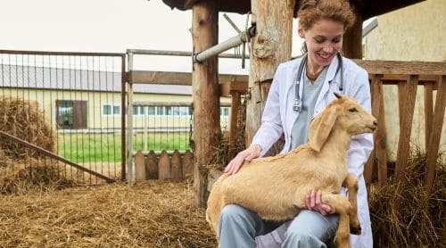 Veterinary Entrepreneurship: 7 Specialties to Expand Your Practice