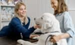 Your Guide to Becoming a Licensed Veterinarian