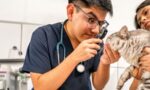 Careers in Veterinary Care