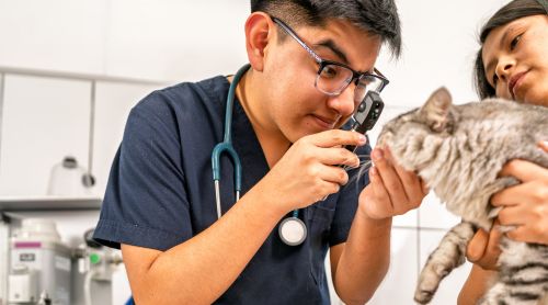 Careers in Veterinary Care